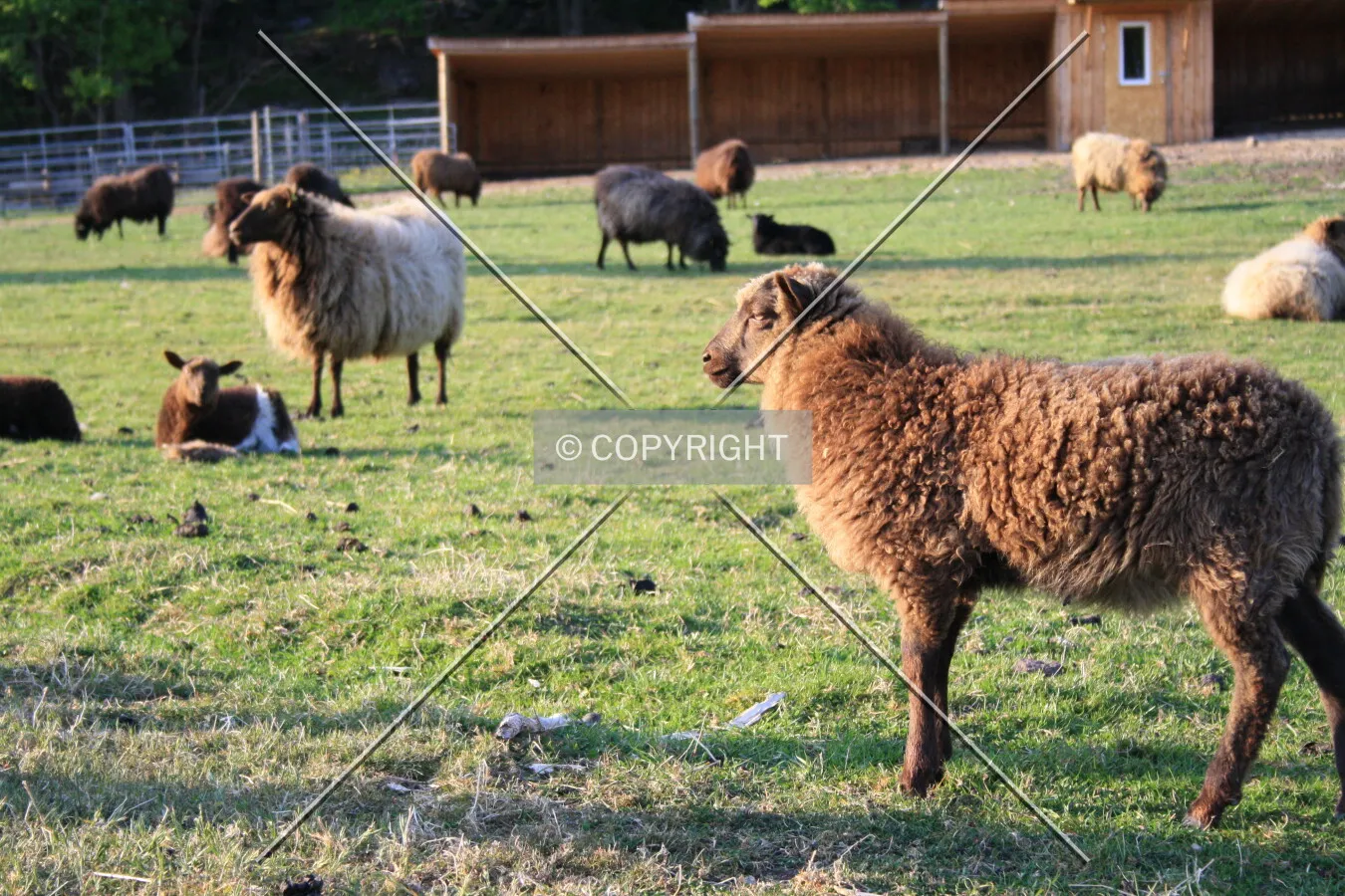 Sheep on farm land