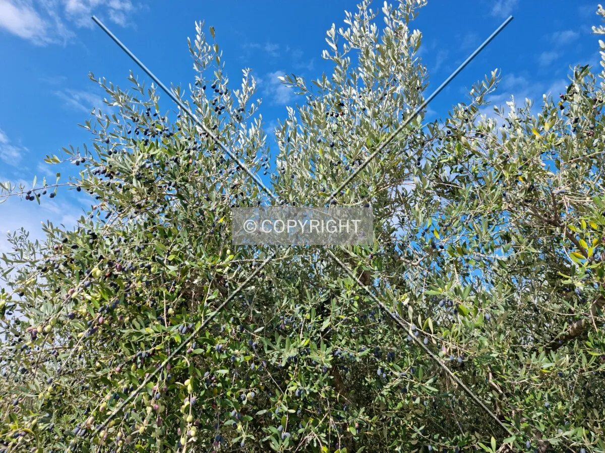 Photo 091-850-739