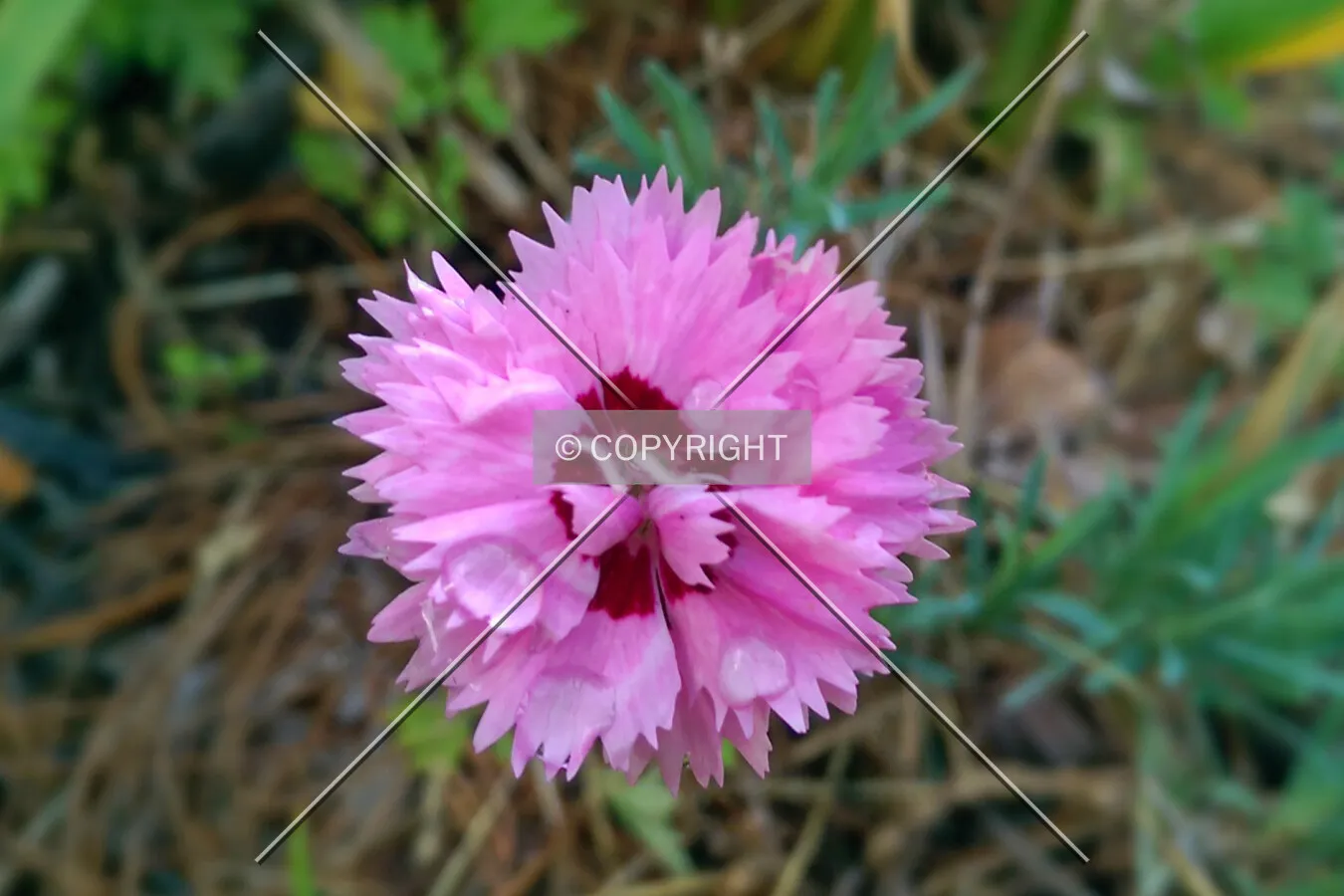 Water drops on a pink flower