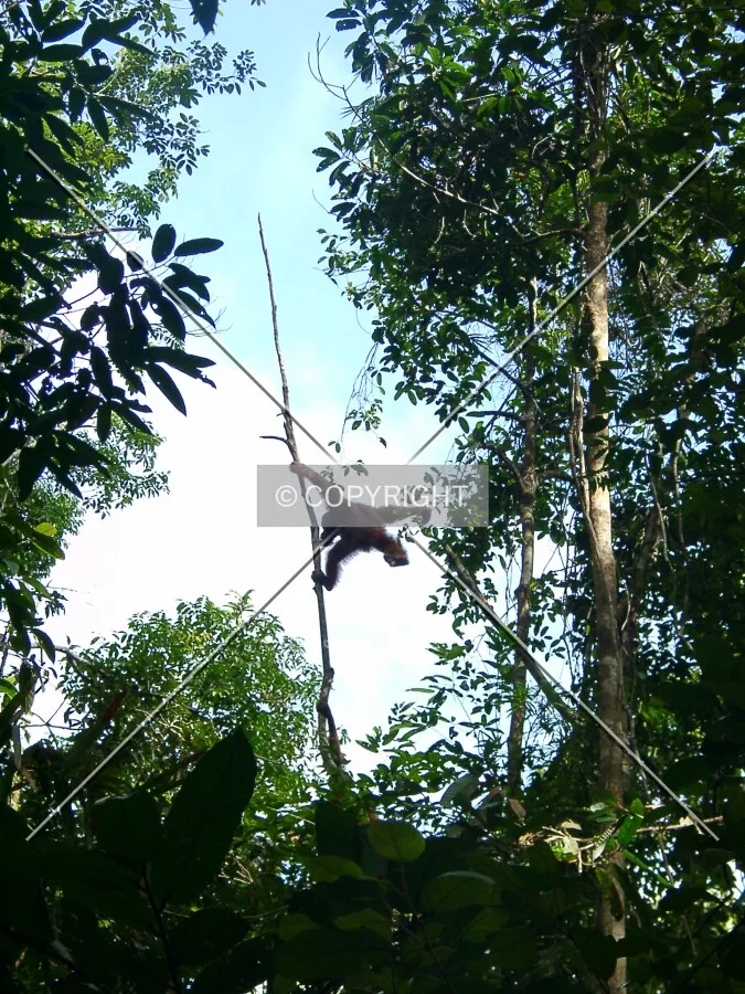 wild urangutan in Borneo