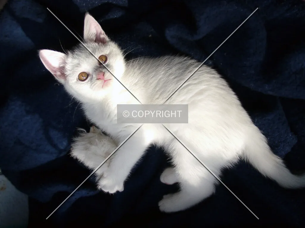 A young white cat on a dark sofa
