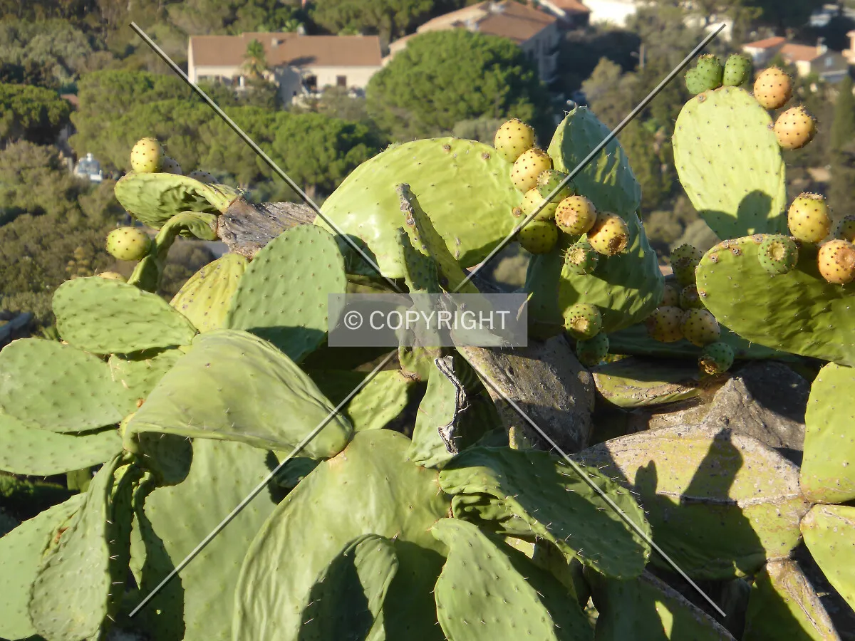 Photo 092-365-673