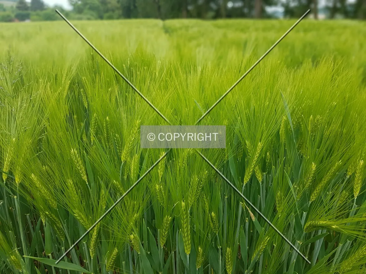 A green cornfield