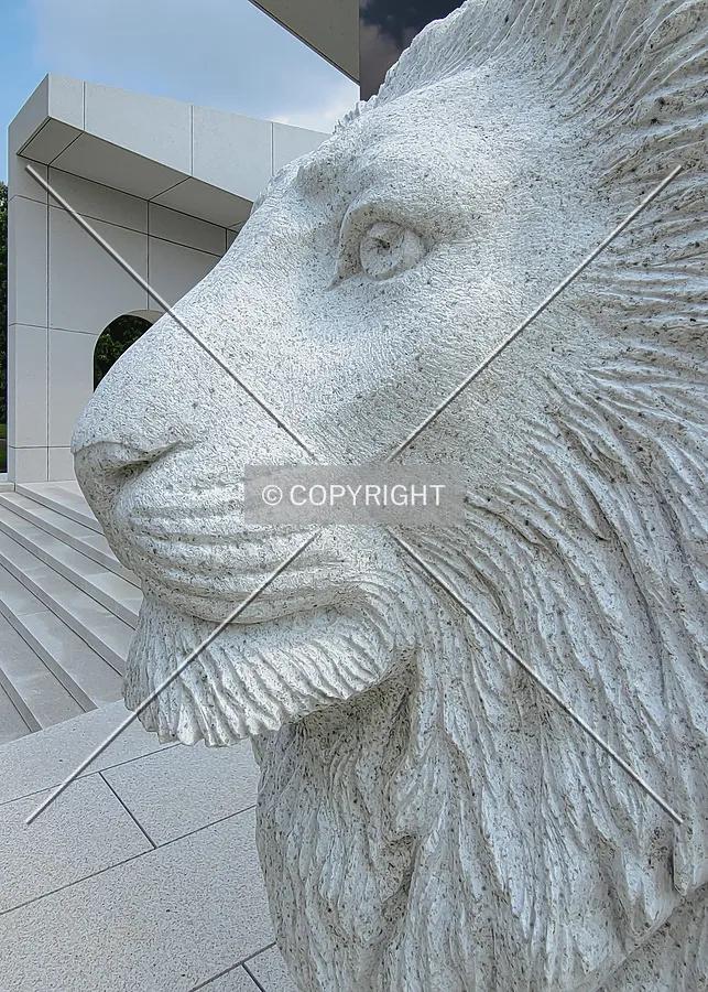 Lion in the northwest corner; August 1, 2021