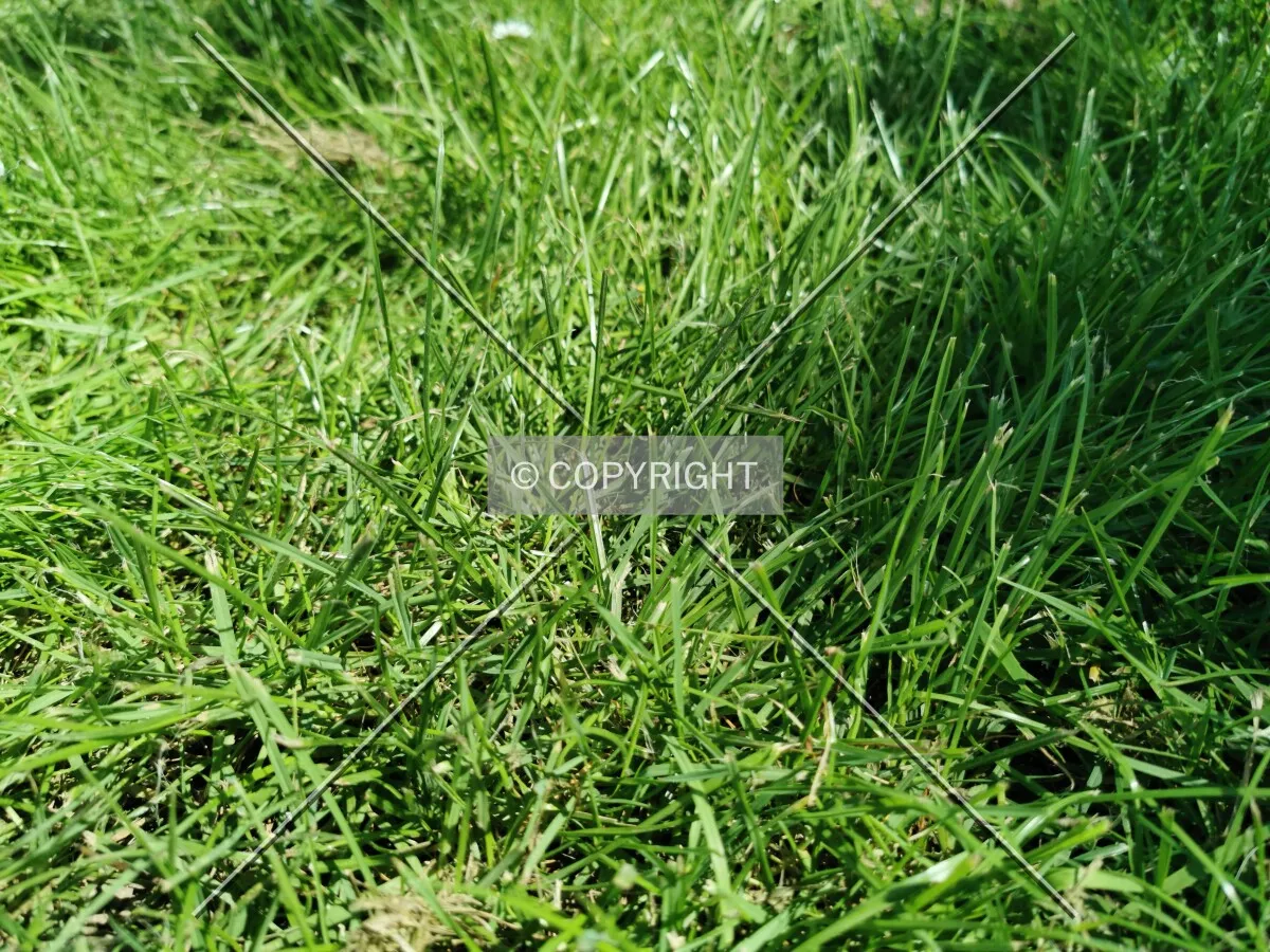 Photo 931-489-146