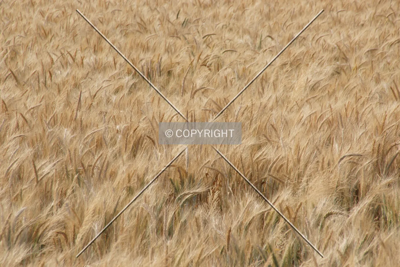 A yellow cornfield