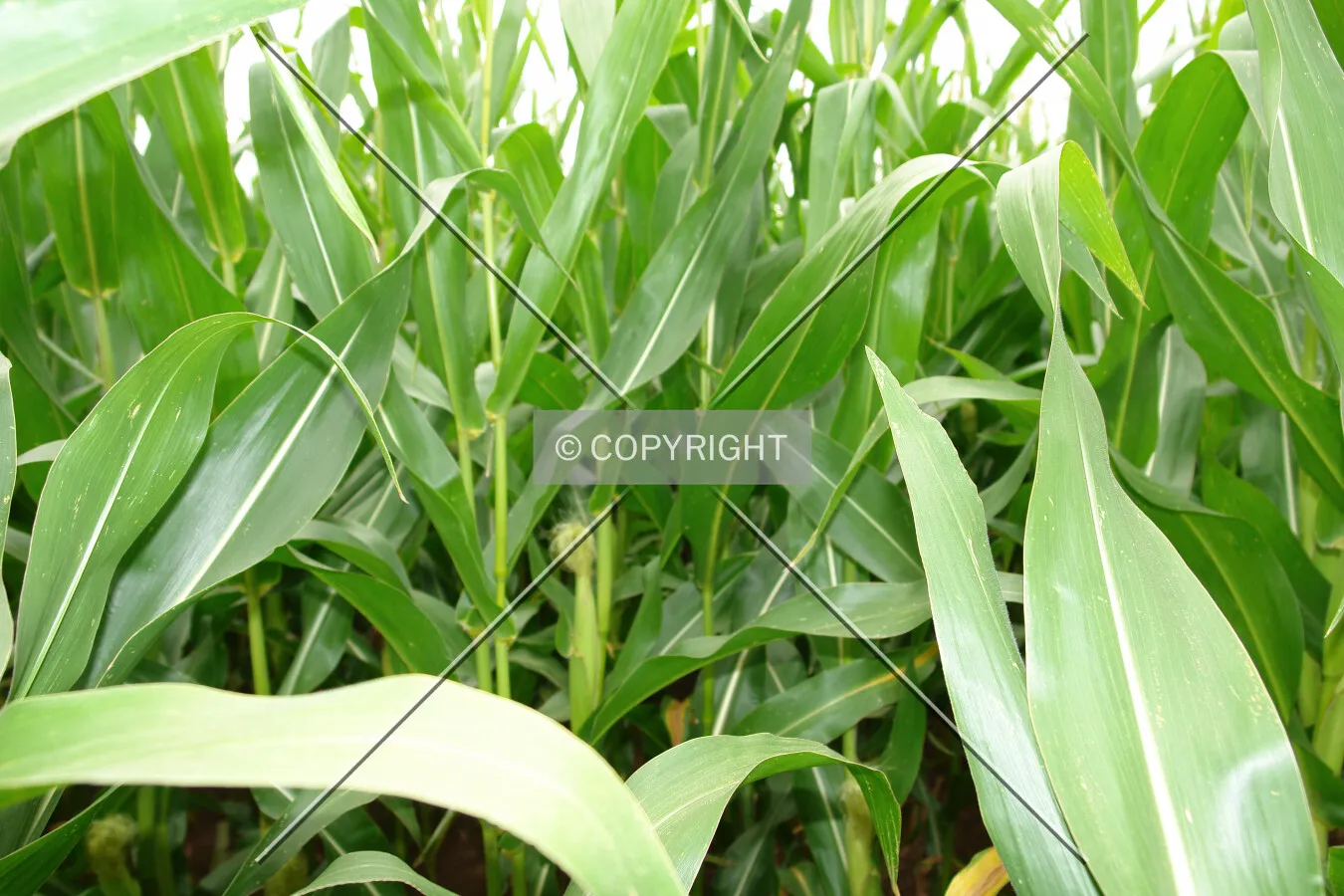 Green leaves in a cornfield