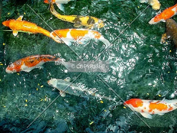 Numerous Koi in the ponds at the entrance plaza