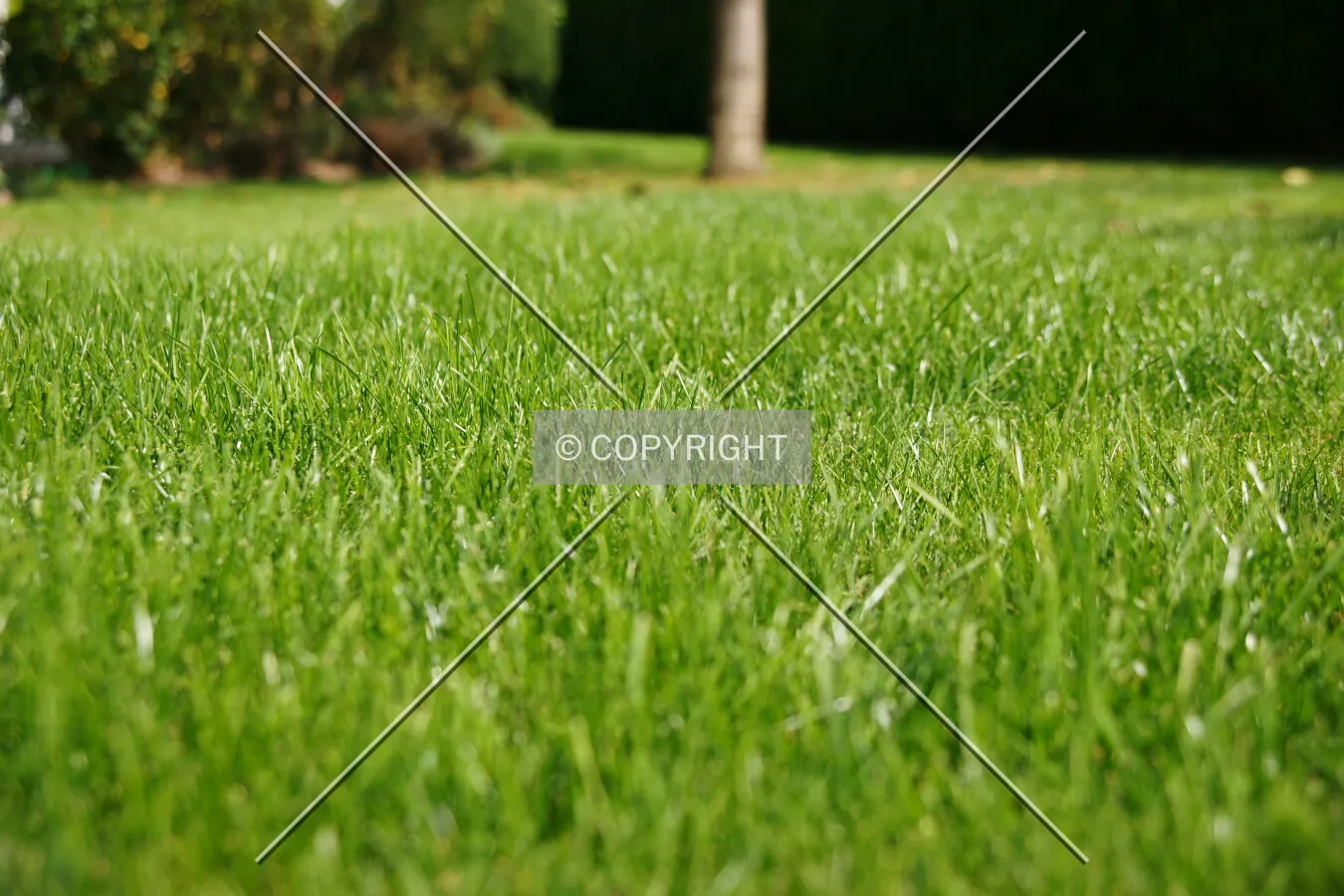 Lush green grass