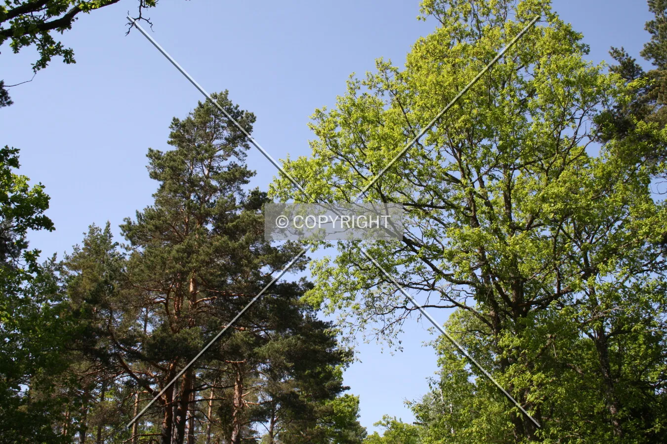 Mixed forest in Europe