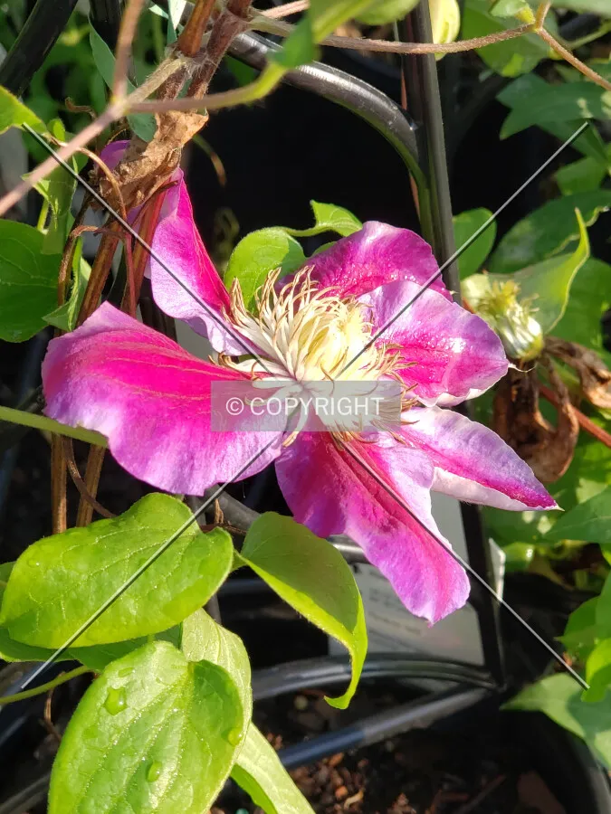 A pink Clematis