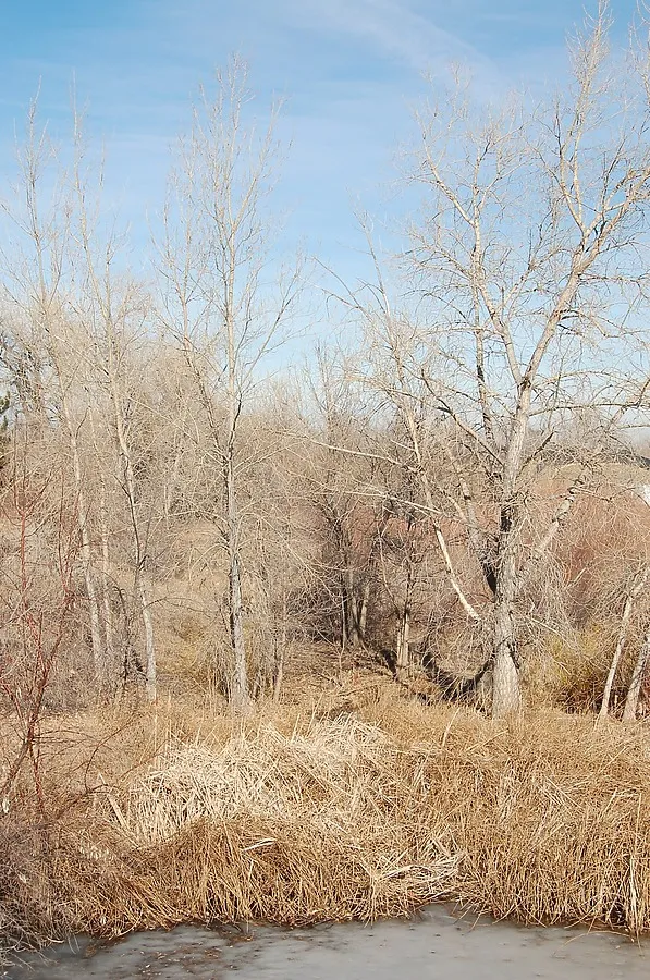 Nearby creek bed and wetlands