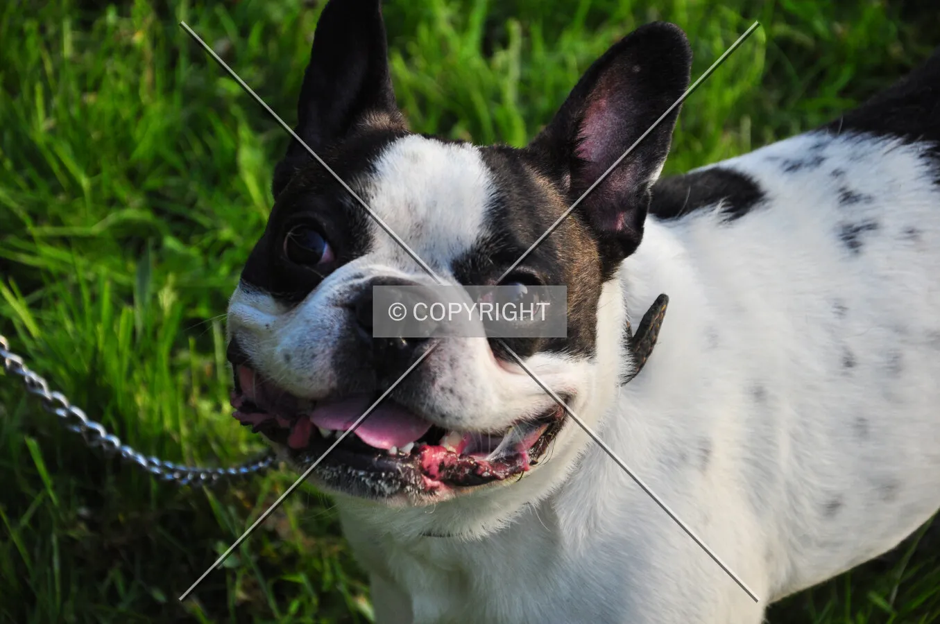 Bulldog
