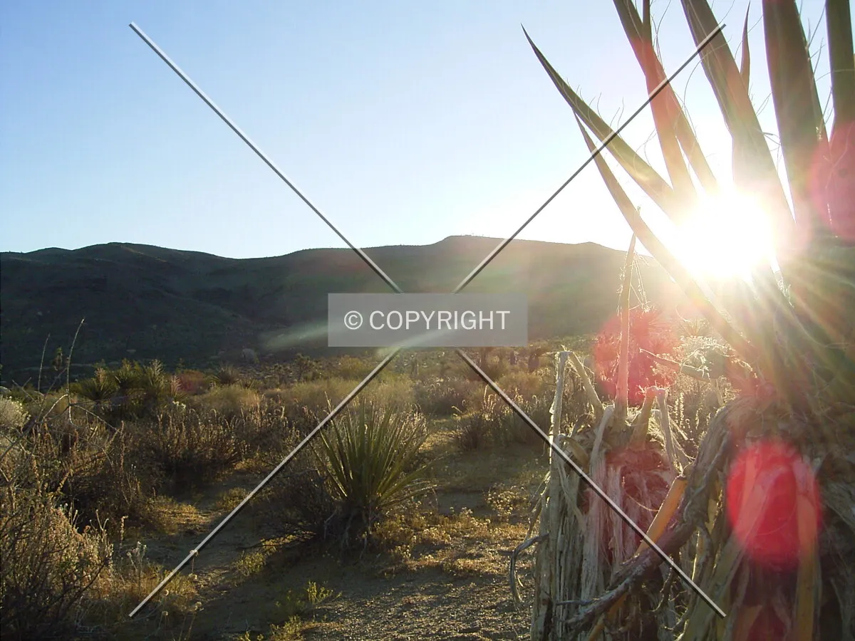 Sun is shining throug cactus