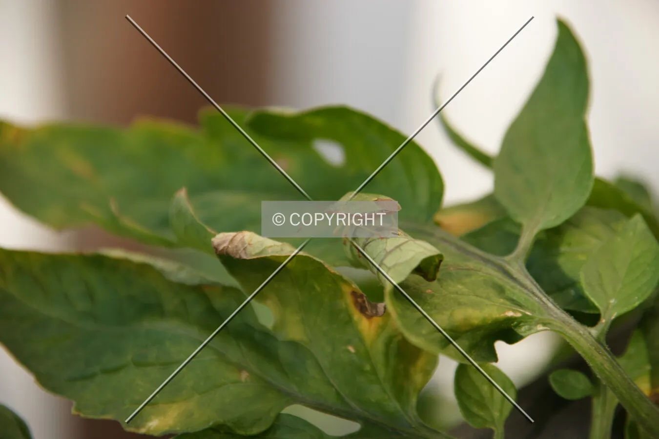 A bug on green leaves