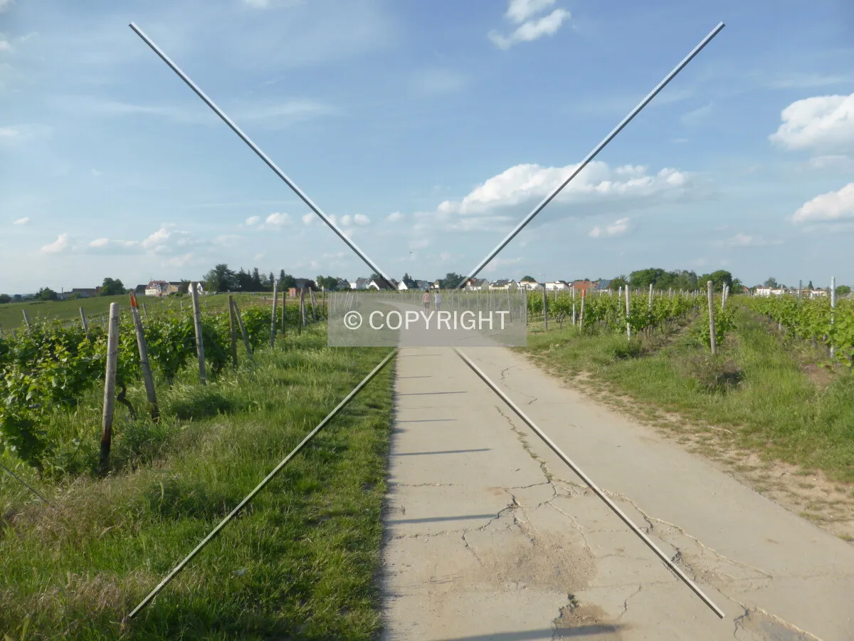 Vineyards around Flörsheim-Wicker