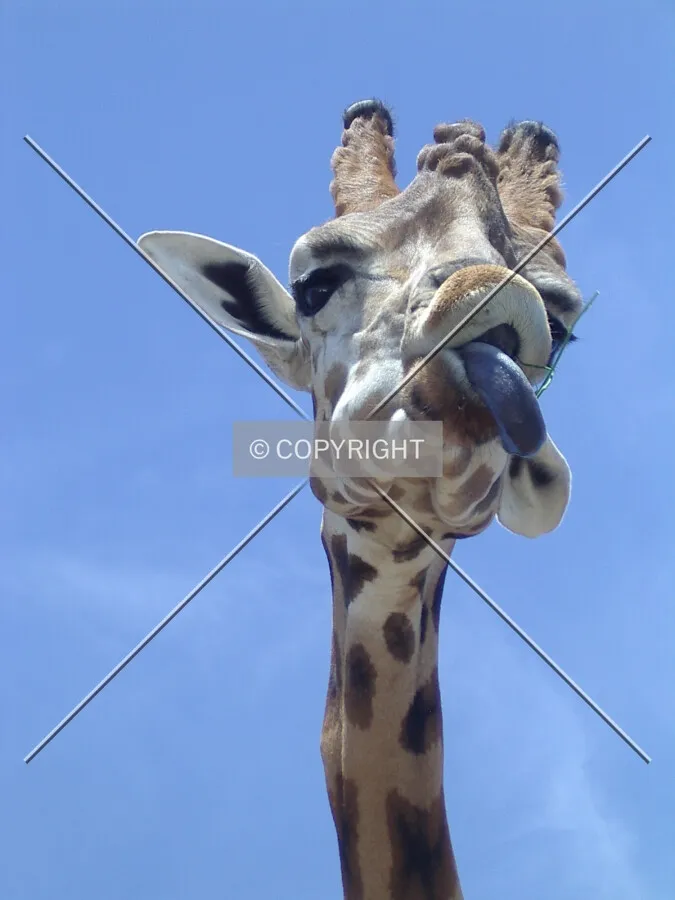 Giraffe poking out her blue tongue
