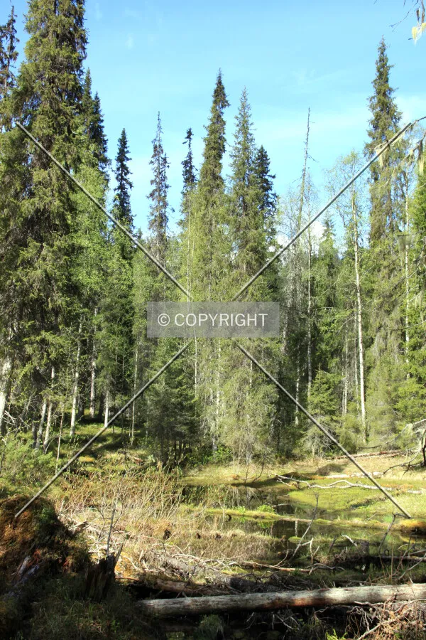 Oulanka National park