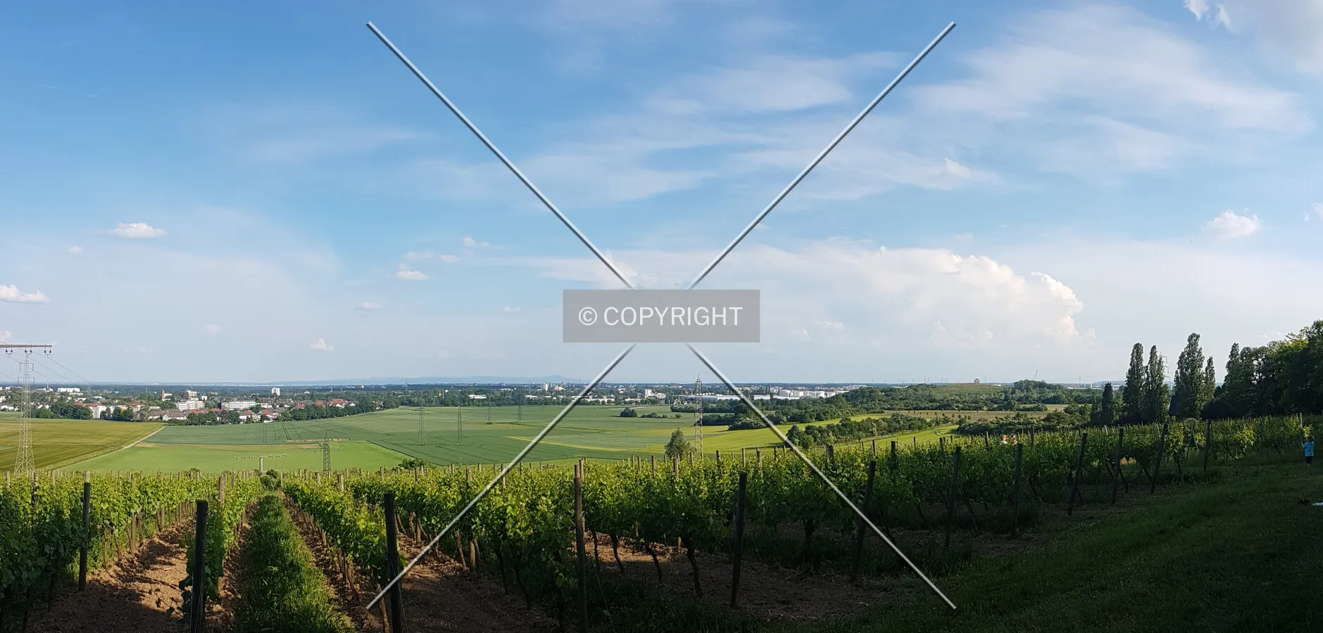 Vineyards at Flörsheim-Wicker