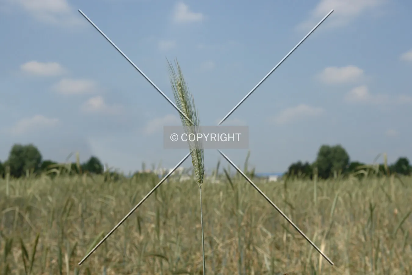 A grain spike