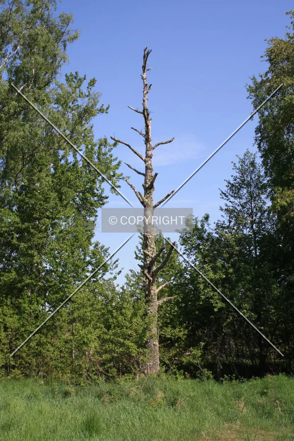A dead tree