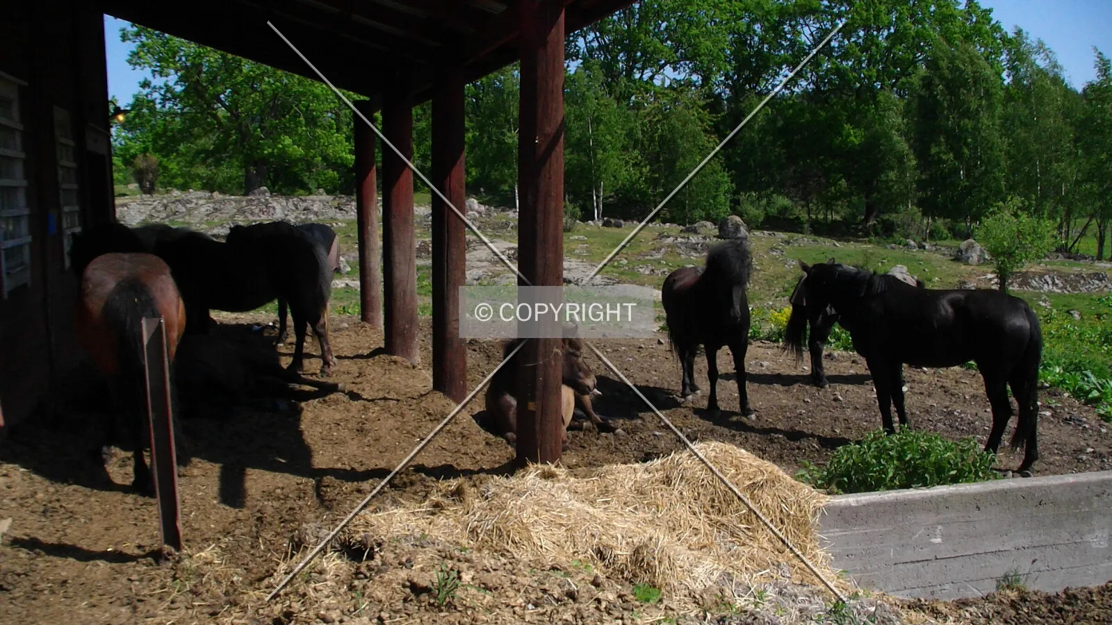 Dark horses on a farm