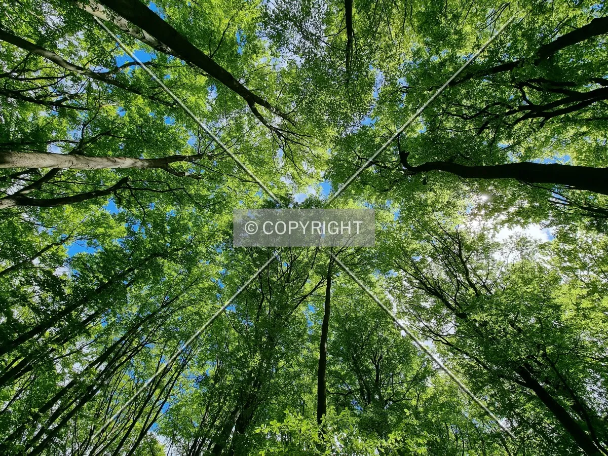 Simply trees in a forest