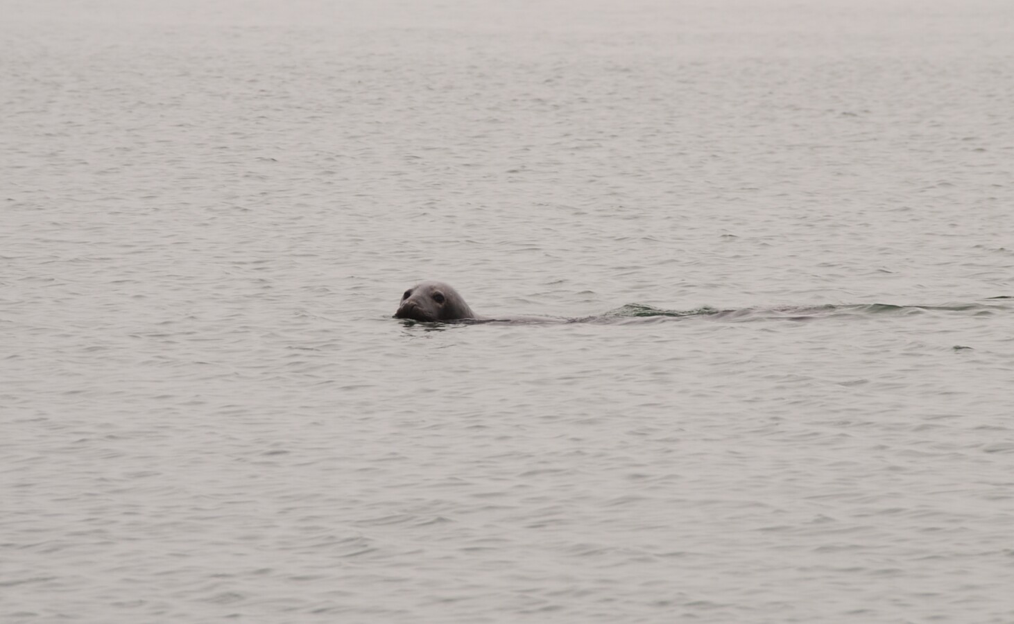 Seal