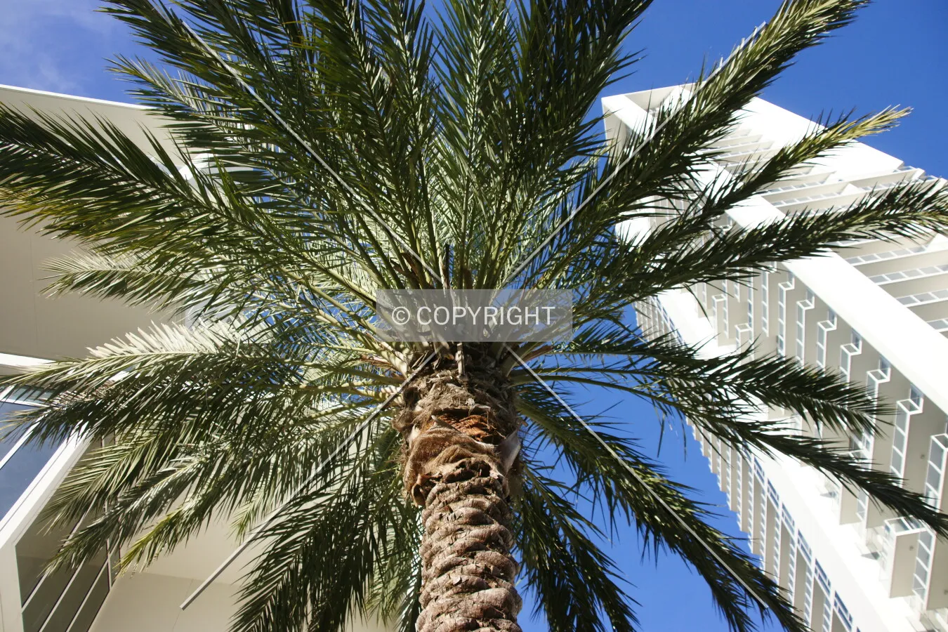 Florida: Palm trees and luxury living