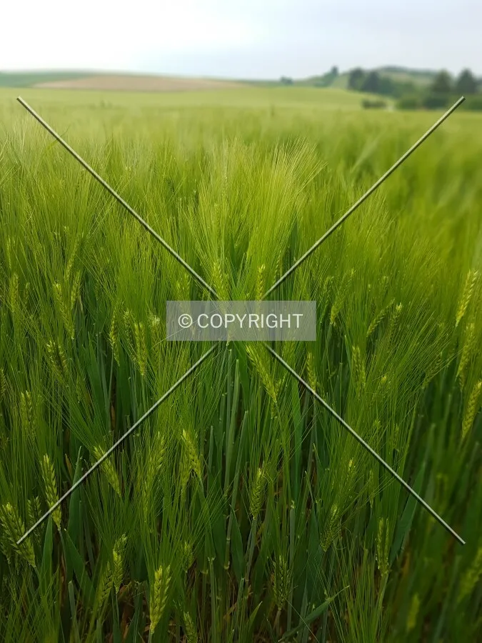 A green cornfield
