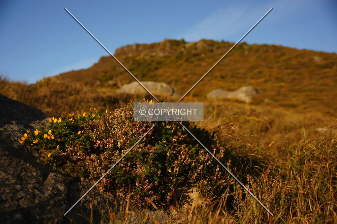 Simply brown grass land