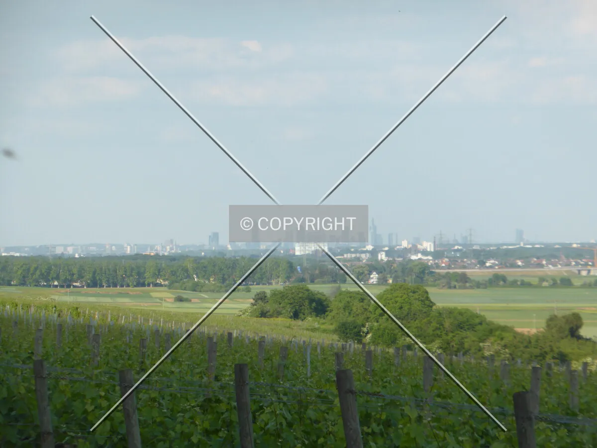 Vineyards around Flörsheim-Wicker