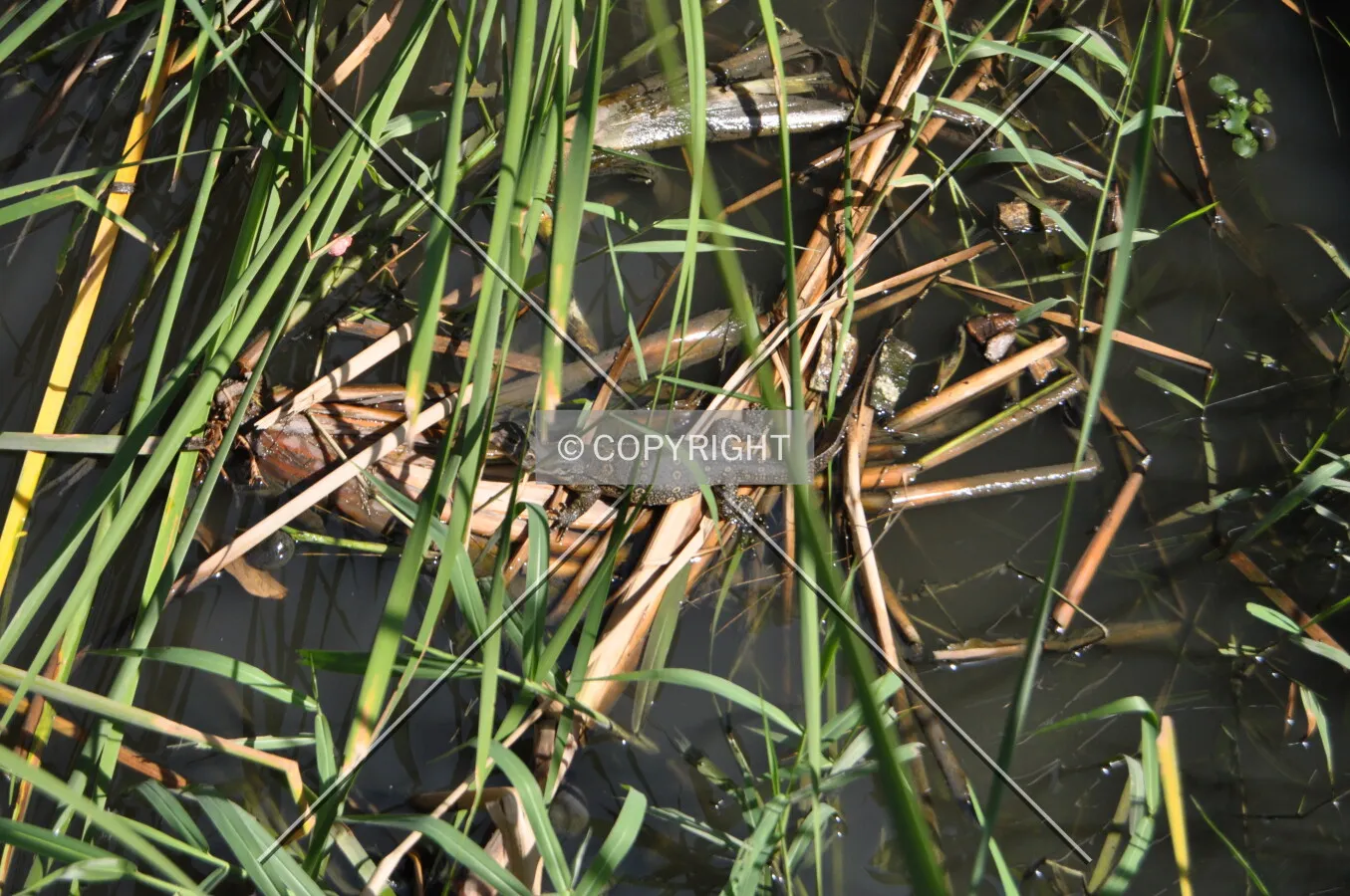 Photo 963-665-293