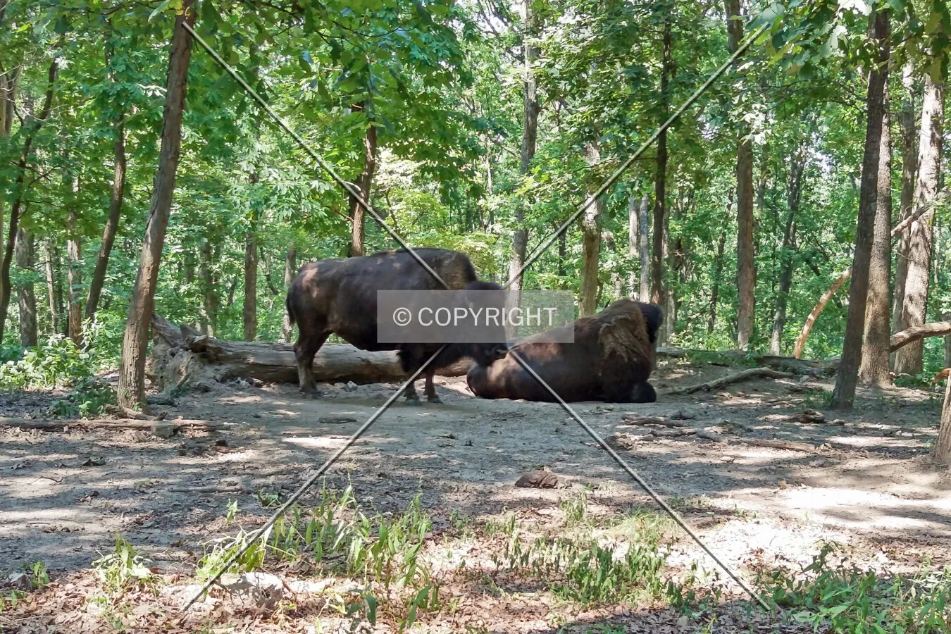 Bison resting in the woods; August 15, 2015