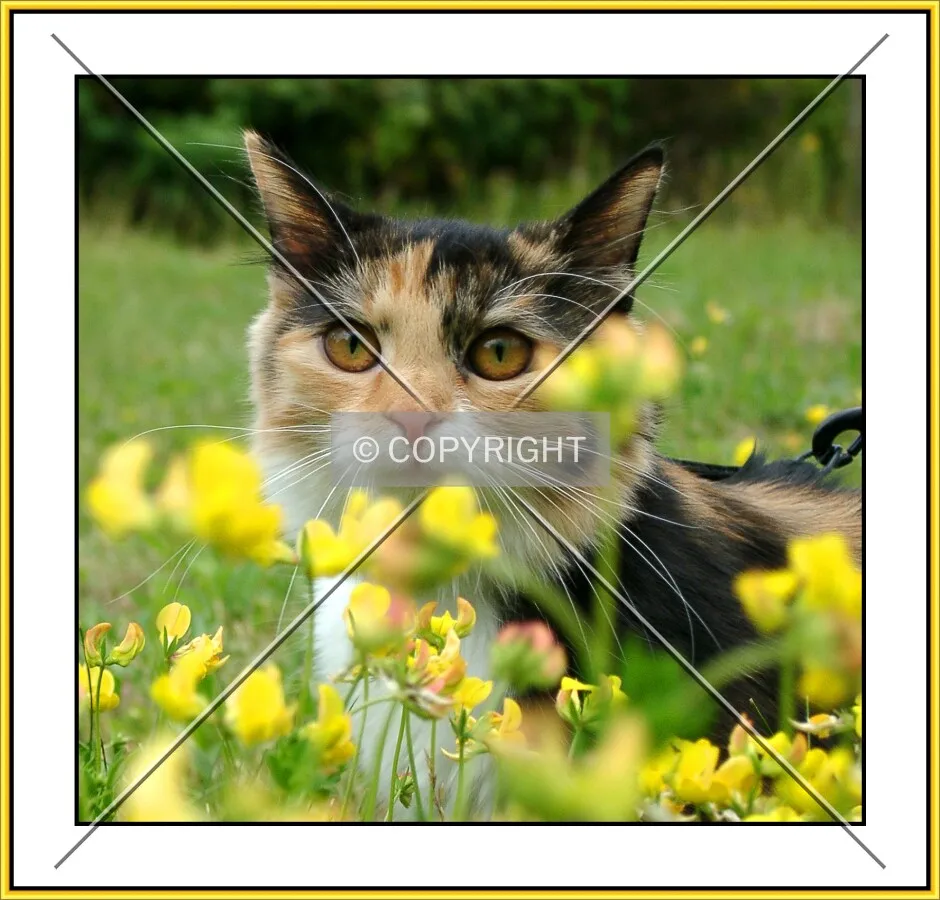 cat between flowers with frame