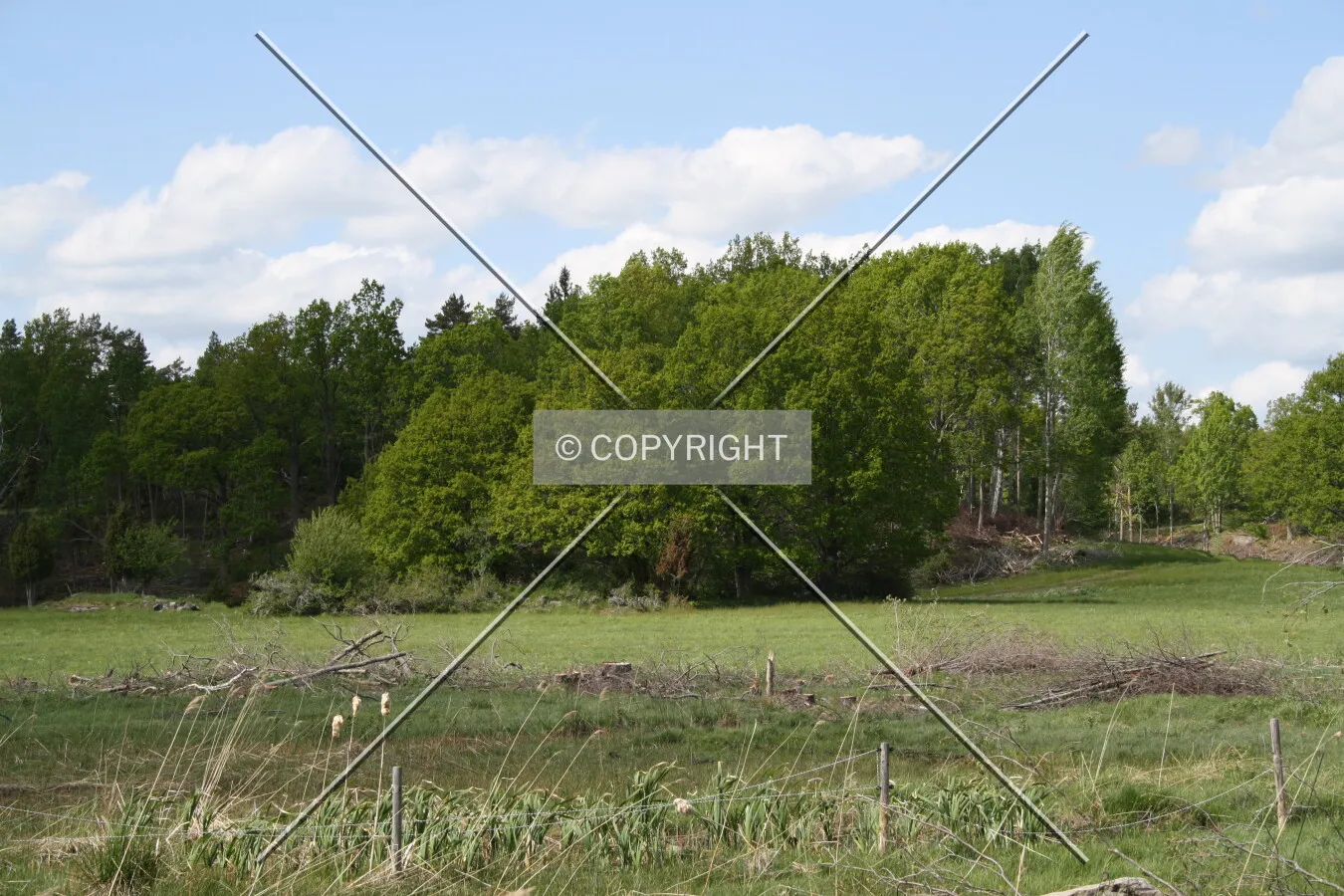 Deciduous forest and grassland