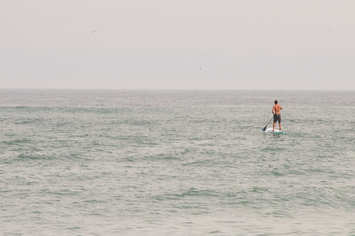 Paddleboarder off the coast of Cape Cod