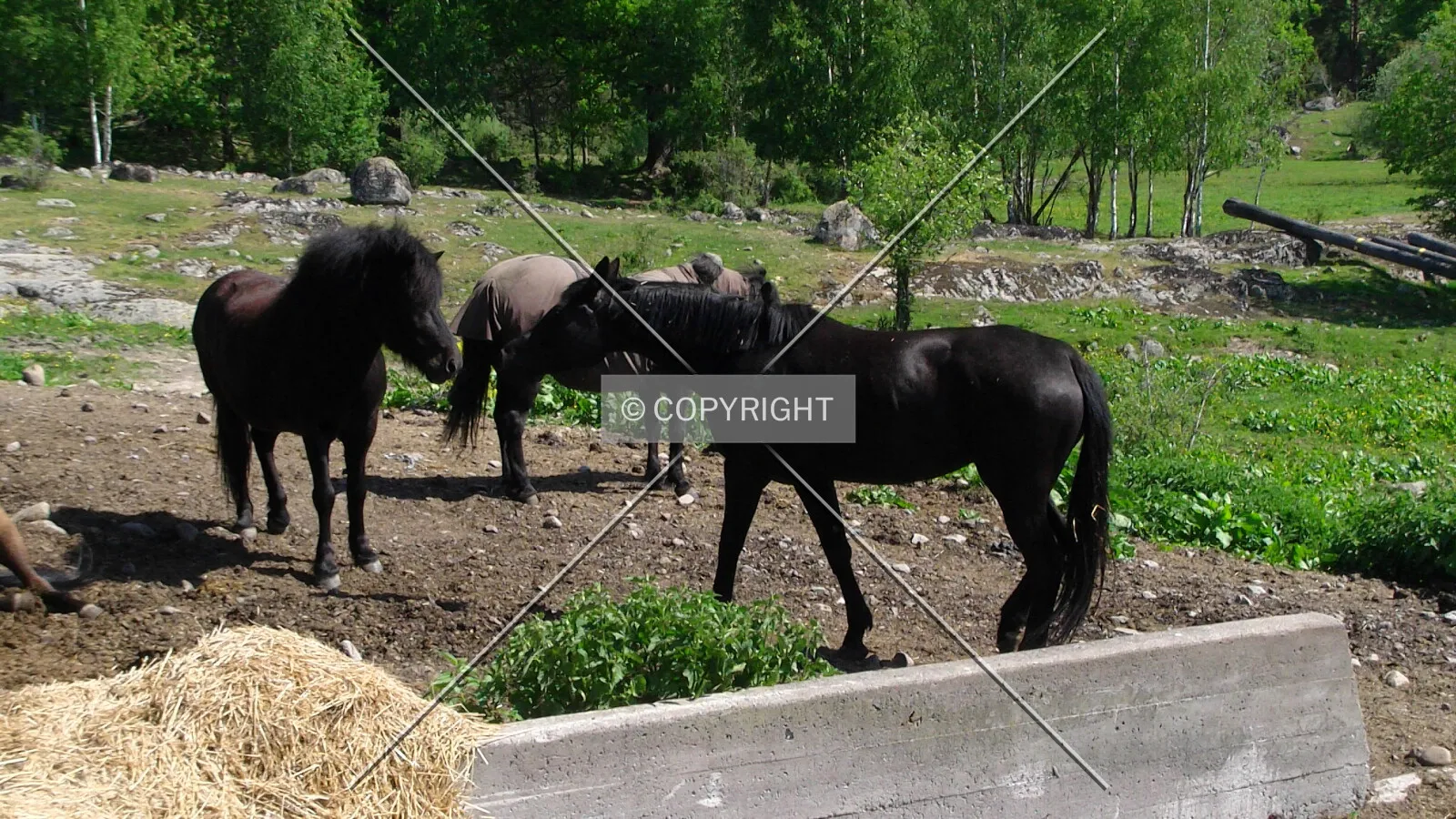 Brown and black horses