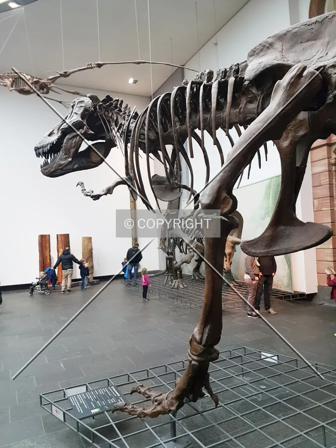 Photo 984-575-742