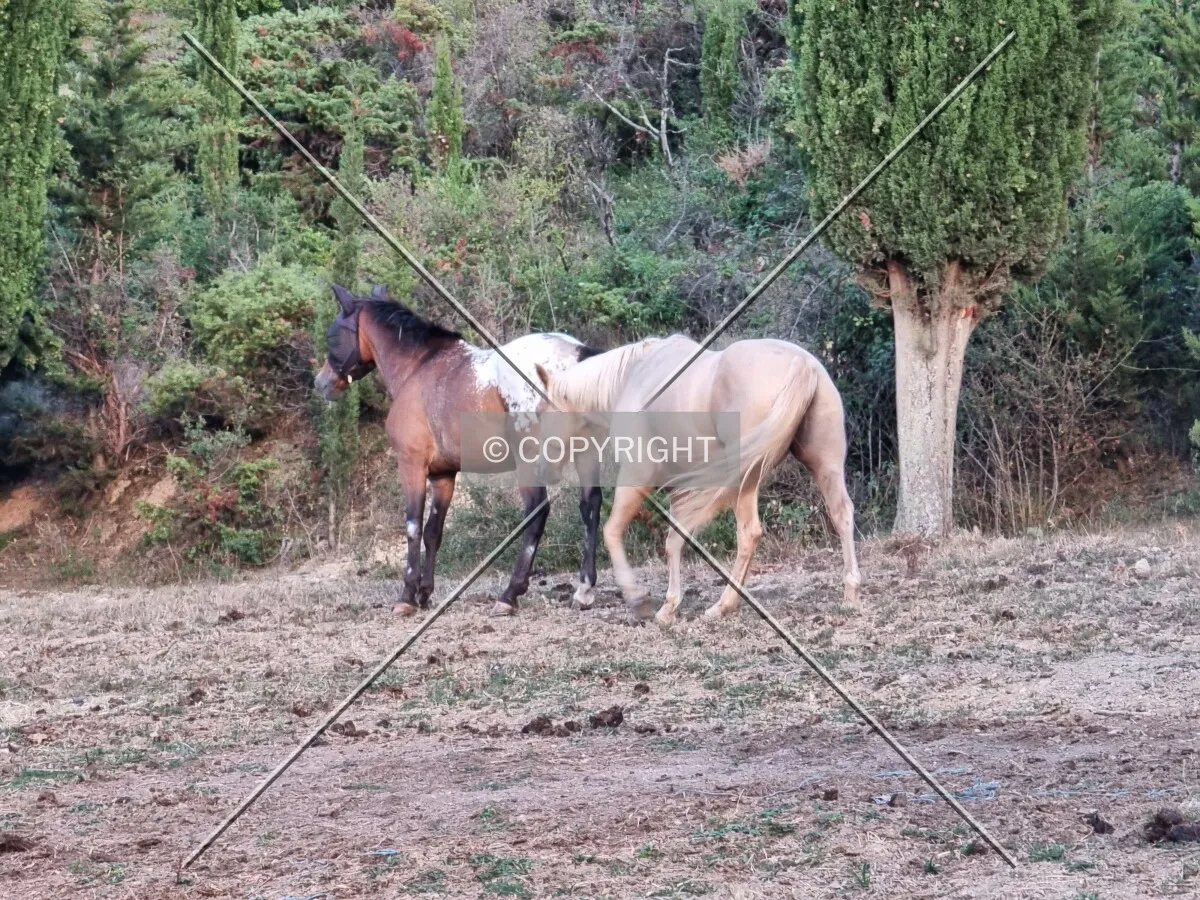 Photo 098-556-937