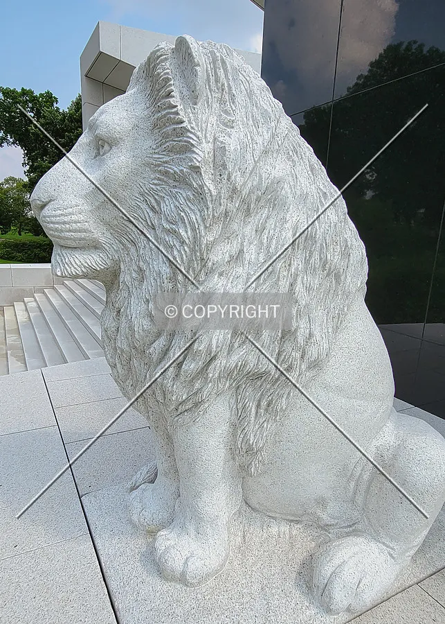 Lion in the northwest corner; August 1, 2021