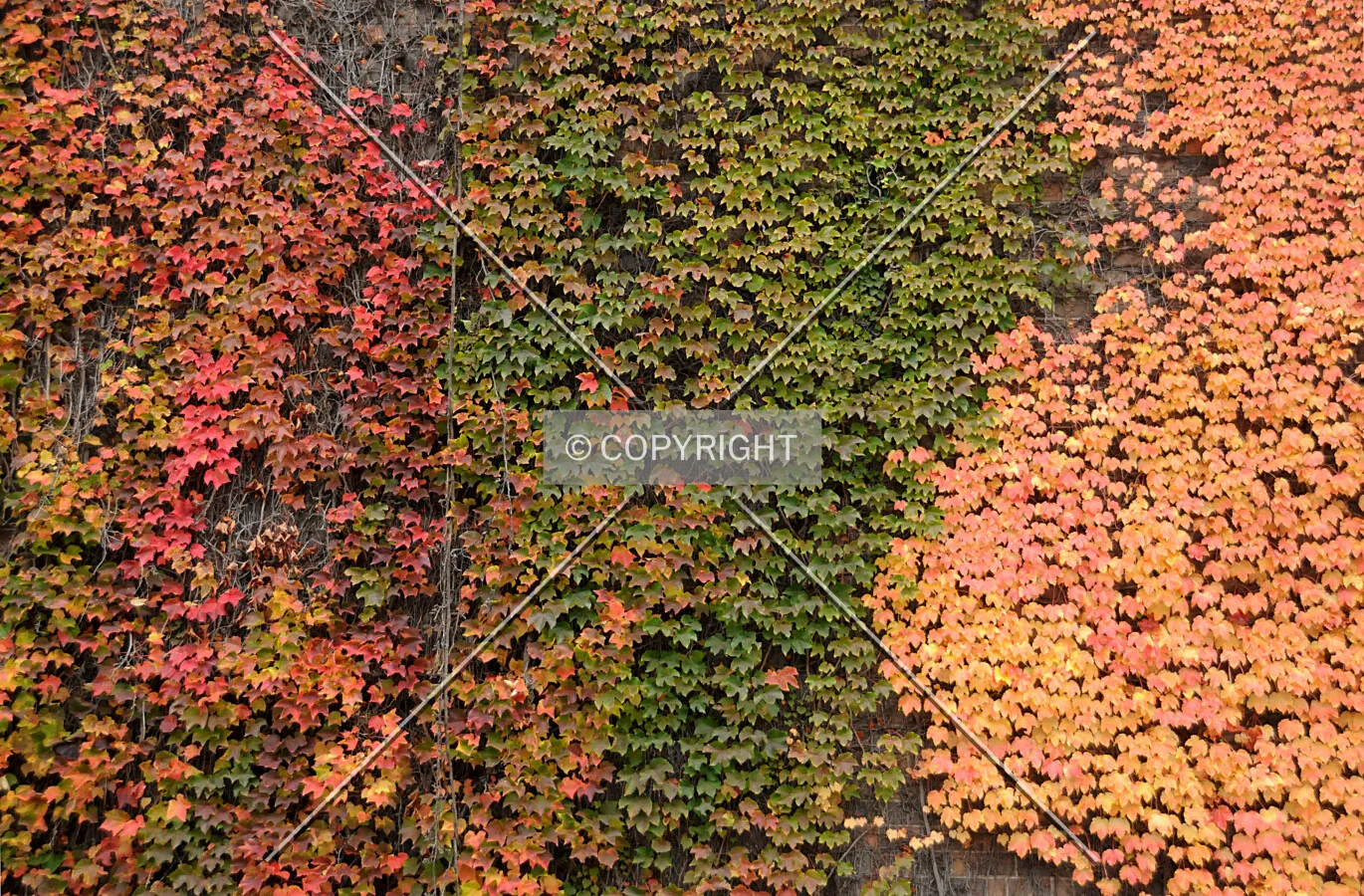 Ivy covered north facade changing color in the fall. October 17, 2009