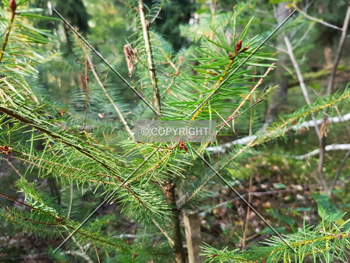 Photo 996-707-291