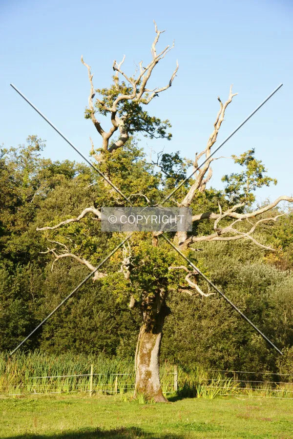An old tree almost without leaves