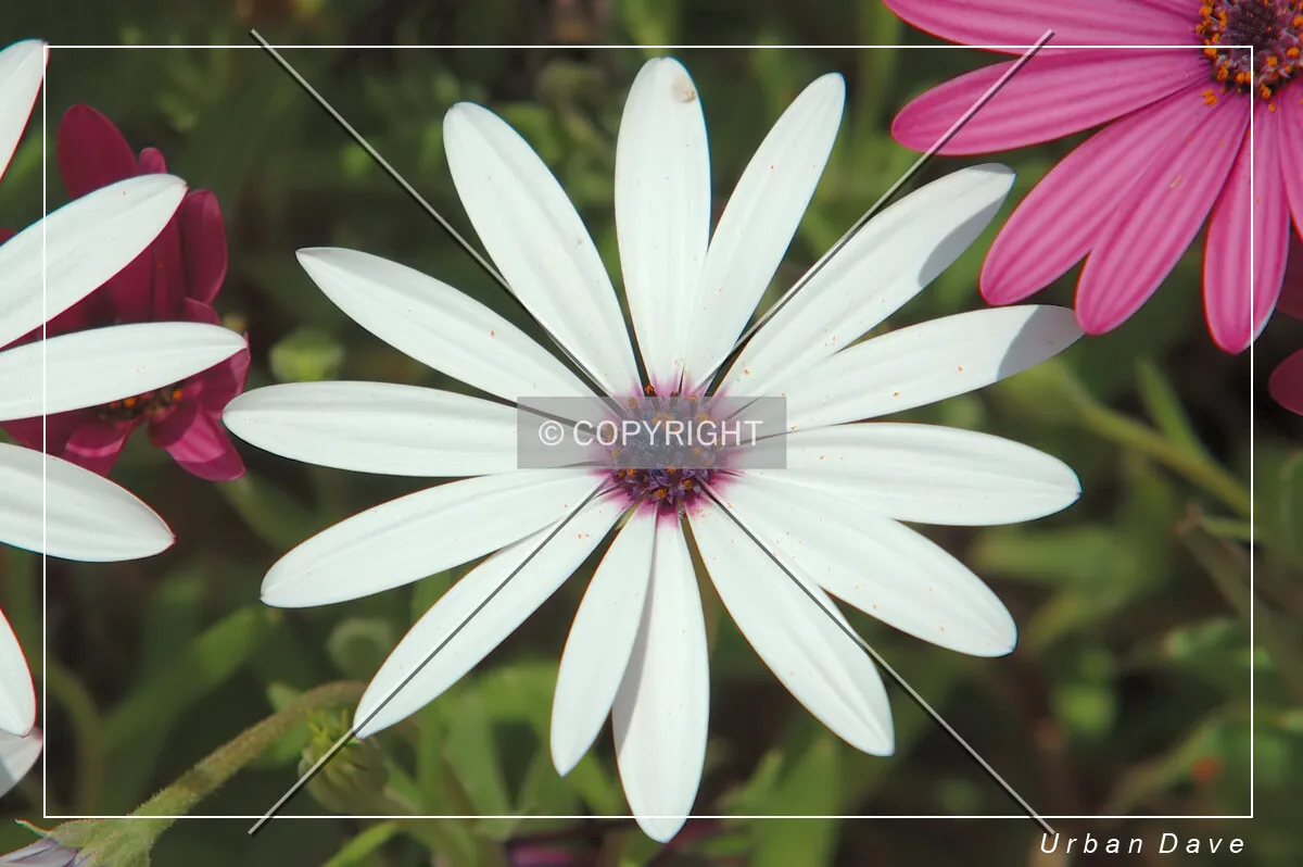 White flower